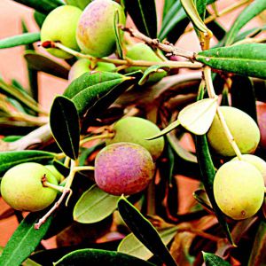 AOVE Arbosana