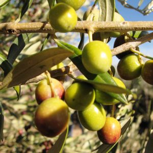 AOVE Arbequina