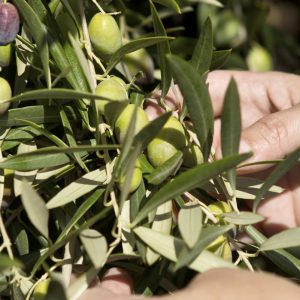 AOVE Ecológico