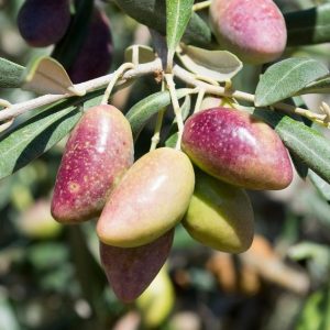 AOVE Cornicabra