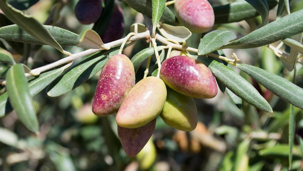 AOVE Cornicabra