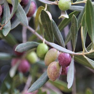 AOVE Arbosana