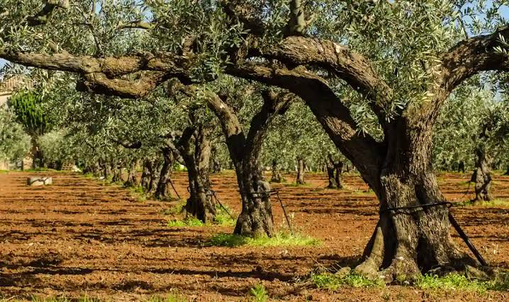 Olivar vinculado a la historia de Quinto de la Torre